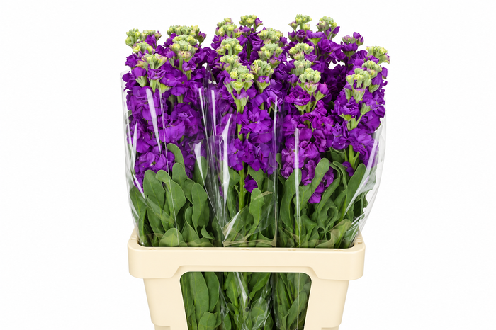 <h4>Matthiola Iron Purple</h4>