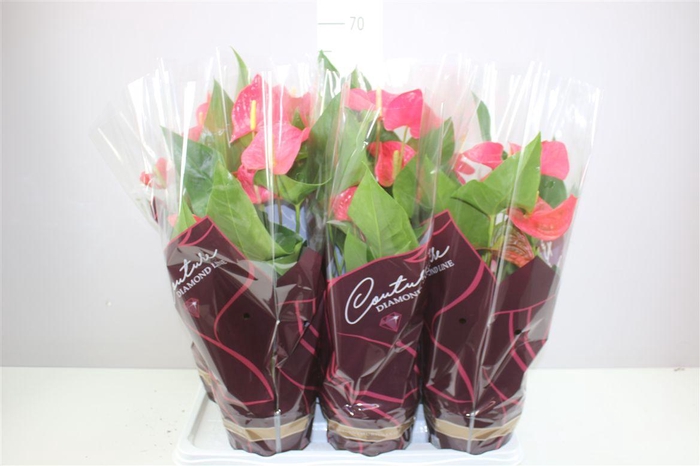 <h4>Anth An Maine</h4>