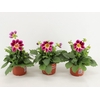 Dahlia (Miscellaneous Grp) Summerbe