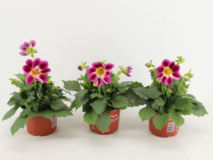 Dahlia (Miscellaneous Grp) Summerbe