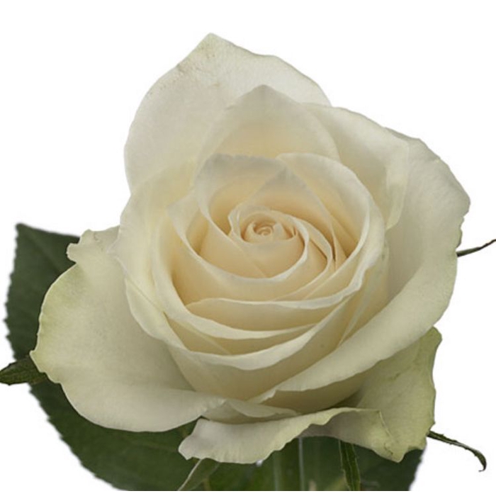 <h4>Rosa Athena</h4>