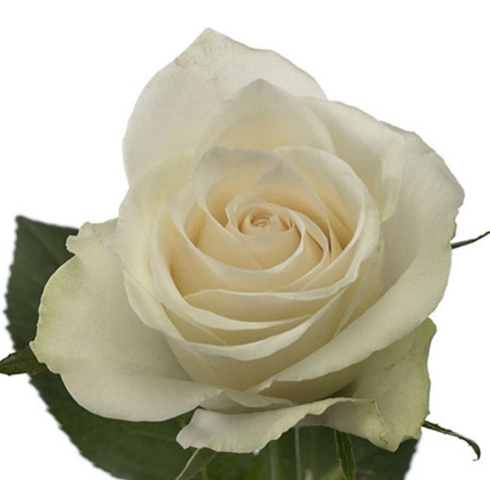 Rosa Athena