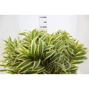 FOLHAGEM DRACENA PLEOMELE VARIEGATA
