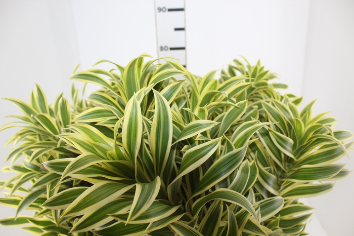 <h4>FOLHAGEM DRACENA PLEOMELE VARIEGATA</h4>