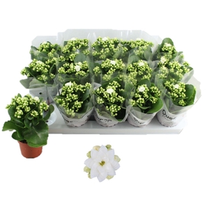 Kalanchoe Rose Flowers Sia