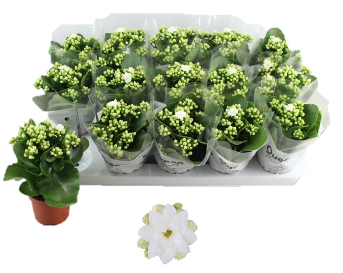 <h4>Kalanchoe Rose Flowers Sia</h4>