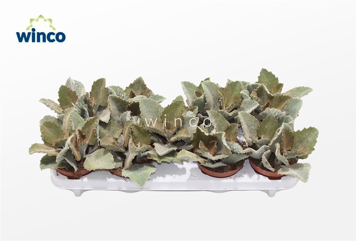 <h4>Kalanchoe Beharensis</h4>