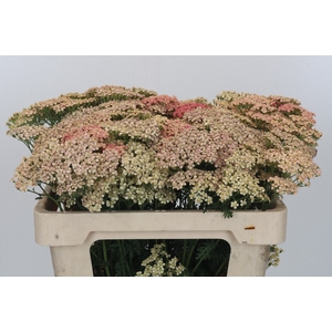 Achillea Millefolium Lachsschönheit