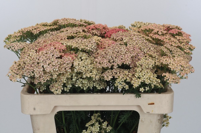 <h4>Achillea Millefolium Lachsschönheit</h4>