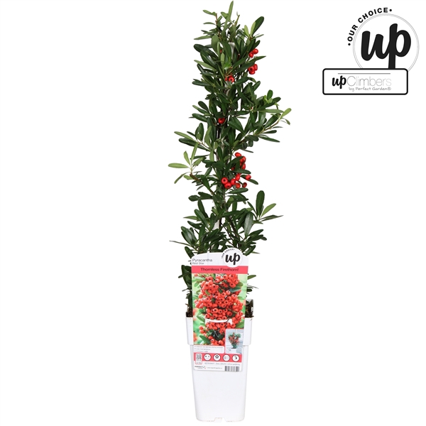 <h4>Pyracantha coccinea 'Red Star' P15</h4>