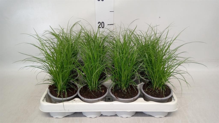 <h4>Carex brunnea</h4>