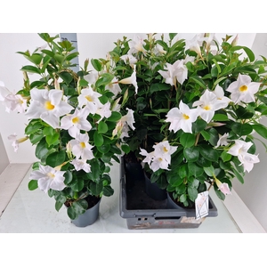 MANDE SUN WHITE