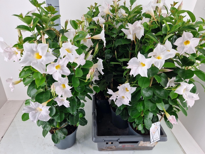 <h4>MANDE SUN WHITE</h4>