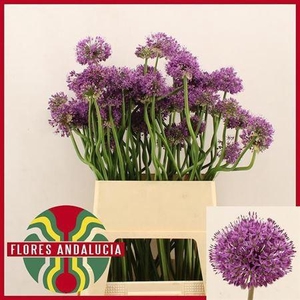 Allium Gladiator Artistiek