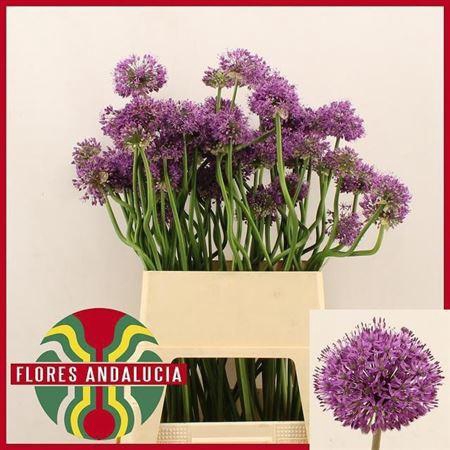 <h4>Allium Gladiator Artistiek</h4>