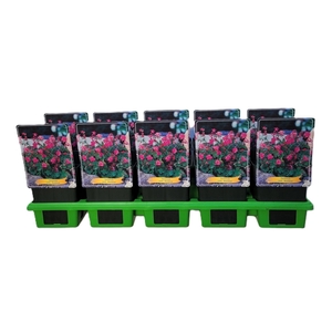 Geranium x cantabrigiense Karmina