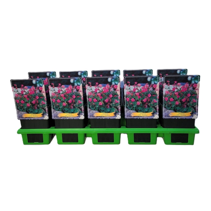Geranium x cantabrigiense Karmina