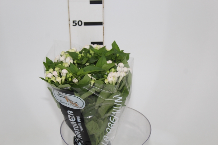 <h4>BOUVARDIA ELEGANCE BIANCA 040 CM</h4>
