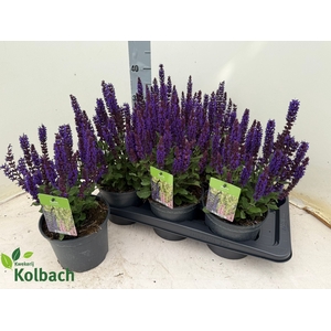 SALVIA NE MIDNIGH PU