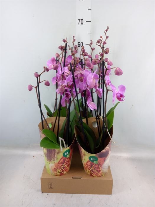 <h4>Phalaenopsis   ...rose</h4>