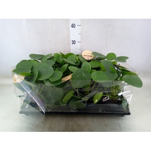Pilea peperomoides