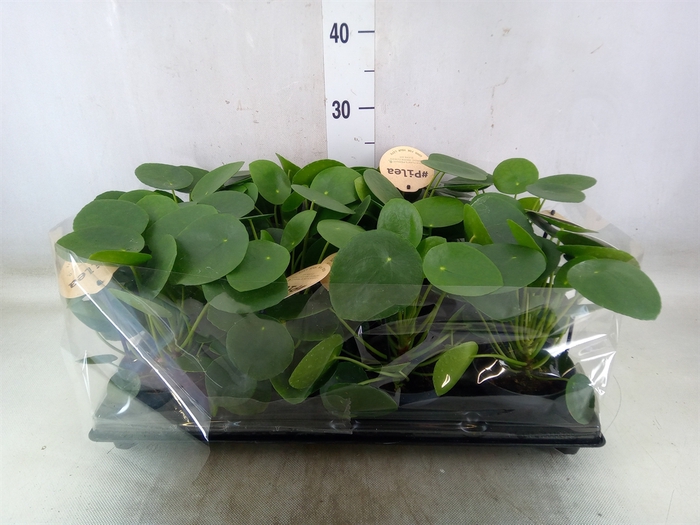 <h4>Pilea peperomoides</h4>