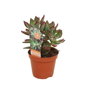 Echeveria pulvinata Devotion