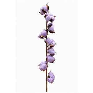 GOSSYPIUM HIRSUTUM