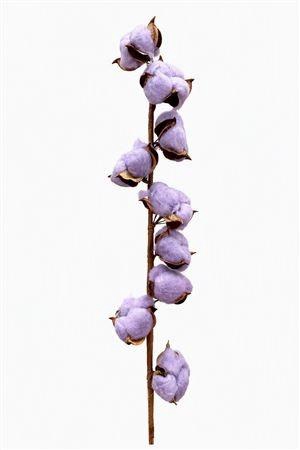 <h4>GOSSYPIUM HIRSUTUM</h4>