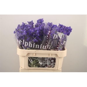 DELPH EN ATLANTIS DARK BLUE*