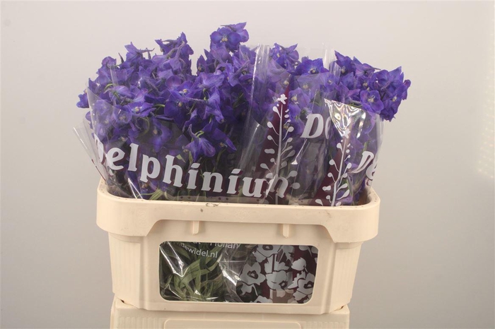 <h4>DELPH EN ATLANTIS DARK BLUE*</h4>