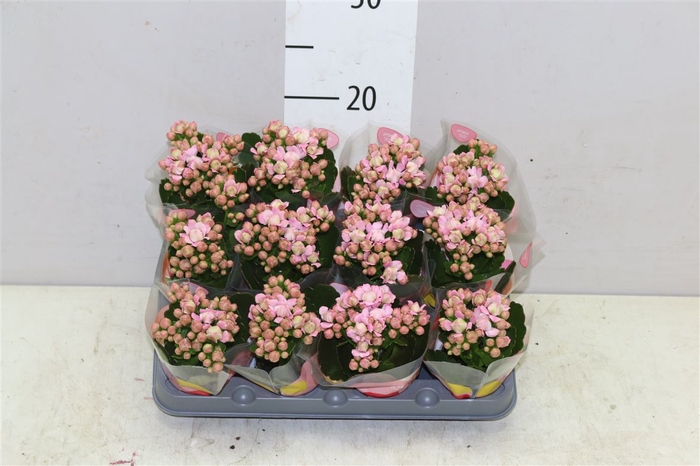 <h4>Kalanchoe Calandiva Lillian Mini</h4>