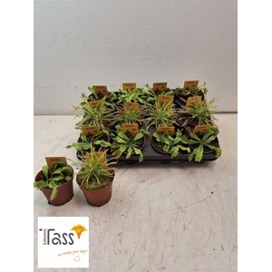 DIONAEA MUSCIPULA