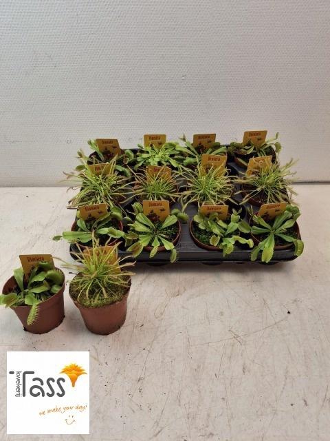 <h4>DIONAEA MUSCIPULA</h4>