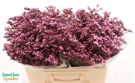 <h4>Lim Sin Silvery Pink</h4>