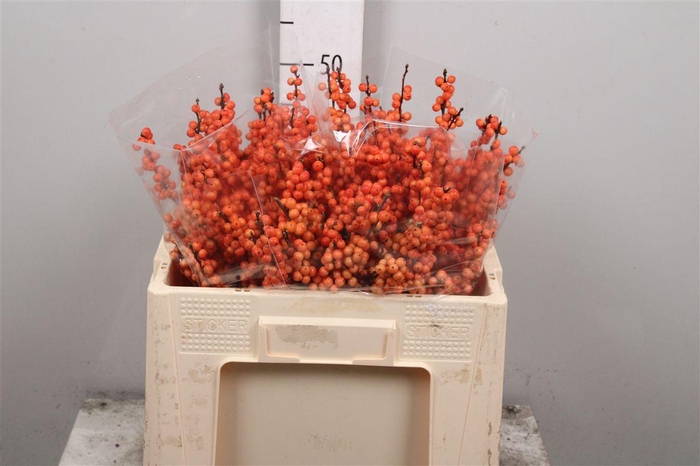 <h4>Ilex Ve Winter Gold</h4>