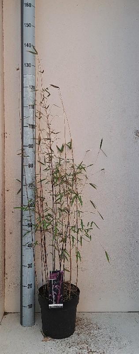 <h4>Fargesia (Jiuzhaigou Grp) Deep Purple</h4>