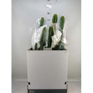 Euphorbia ingens