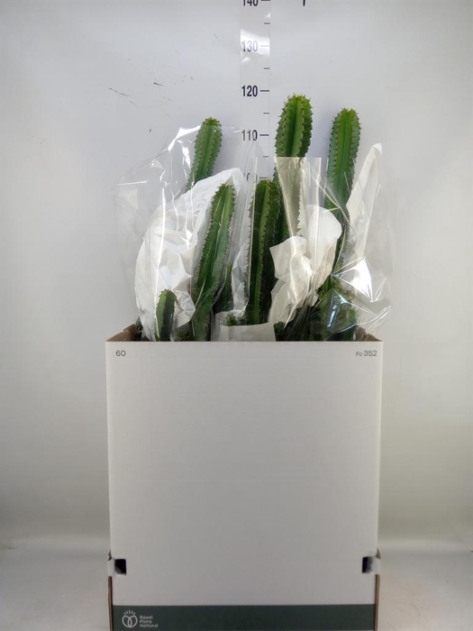 <h4>Euphorbia ingens</h4>