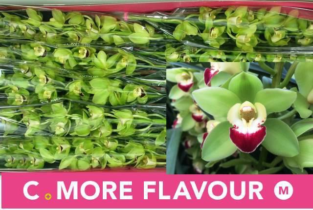 <h4>CYMB MI GREEN ROCK</h4>