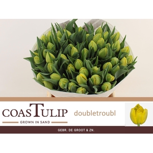 TU DU DOUBLE TROUBLE