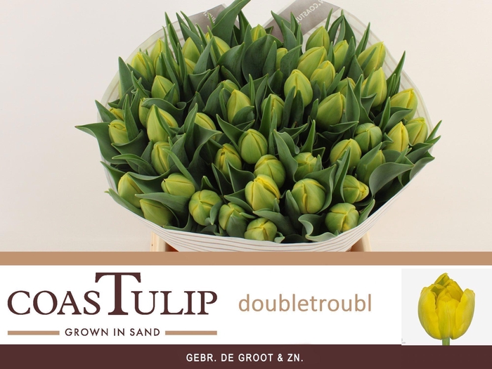 <h4>TU DU DOUBLE TROUBLE</h4>