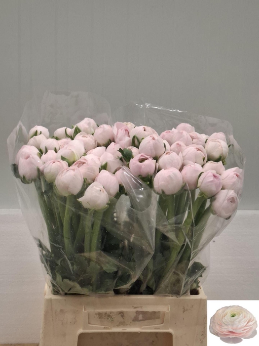 <h4>RAN ASIATICUS SUCCESS LADY 20 GR.</h4>