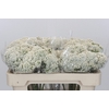 Ozothamnus Booming White