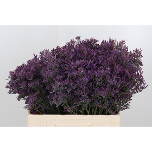 Lim Piuma Dark Blue