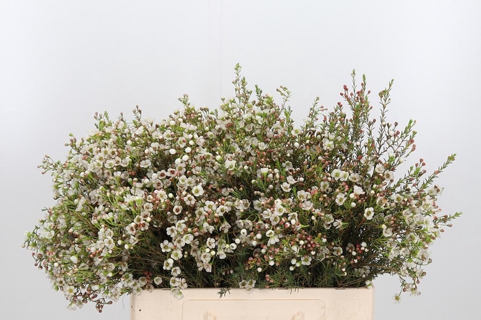 <h4>Chame Un Dor</h4>