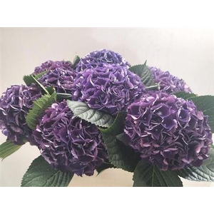 Hydr M Royal King 80 Cm