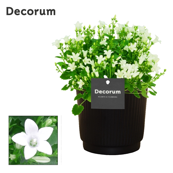 <h4>Campanula Porto White Liv Decorum</h4>