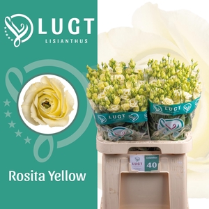 Eus G Rosi Yellow