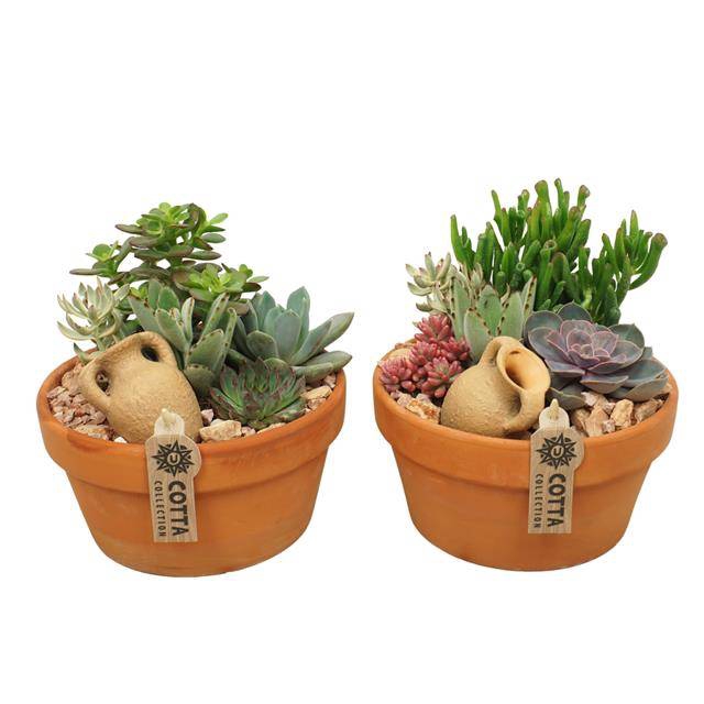 <h4>arr3 UB - Succulent terra L x3</h4>